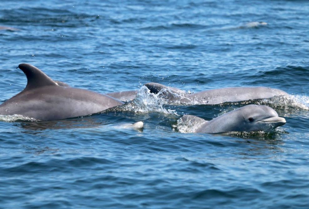 Delfiny w Lizbonie Wycieczki Rejsy Oglądanie Pokazy Delfinarium Delfin Lizbona Algarve Nazare Cena Polski Przewodnik po Lizbonie Portugalia Możliwości Gdzie Oglądać
