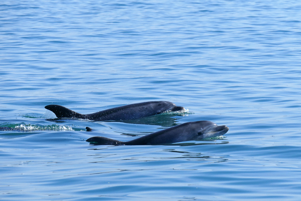 Delfiny w Lizbonie Wycieczki Rejsy Oglądanie Pokazy Delfinarium Delfin Lizbona Algarve Nazare Cena Polski Przewodnik po Lizbonie Portugalia Możliwości Gdzie Oglądać