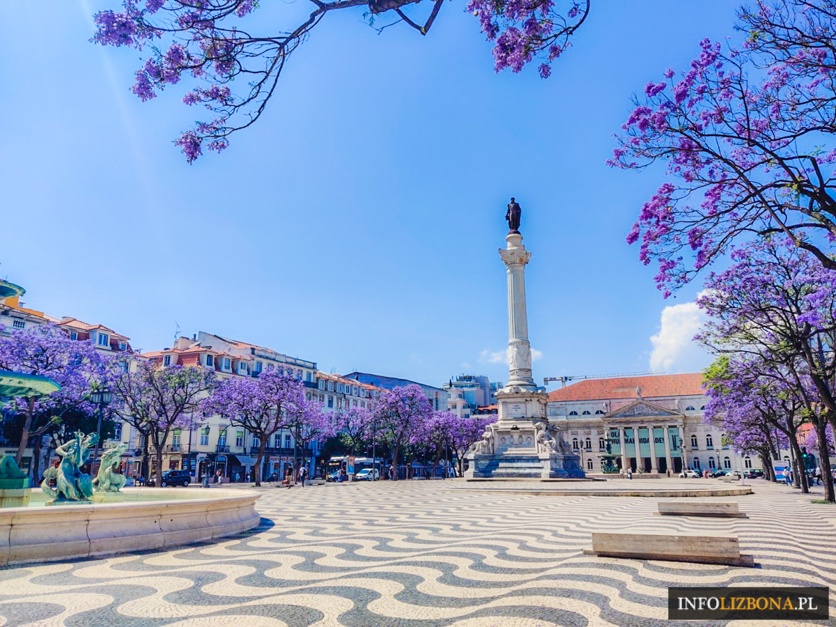 Jakaranda Portugalia Lizbona Lisbona Jacarandy Mimozolistne Fioletowe Kwiaty w Lizbonie Drzewa Kwiaty Polski Przewodnik po Portugalii Opis 