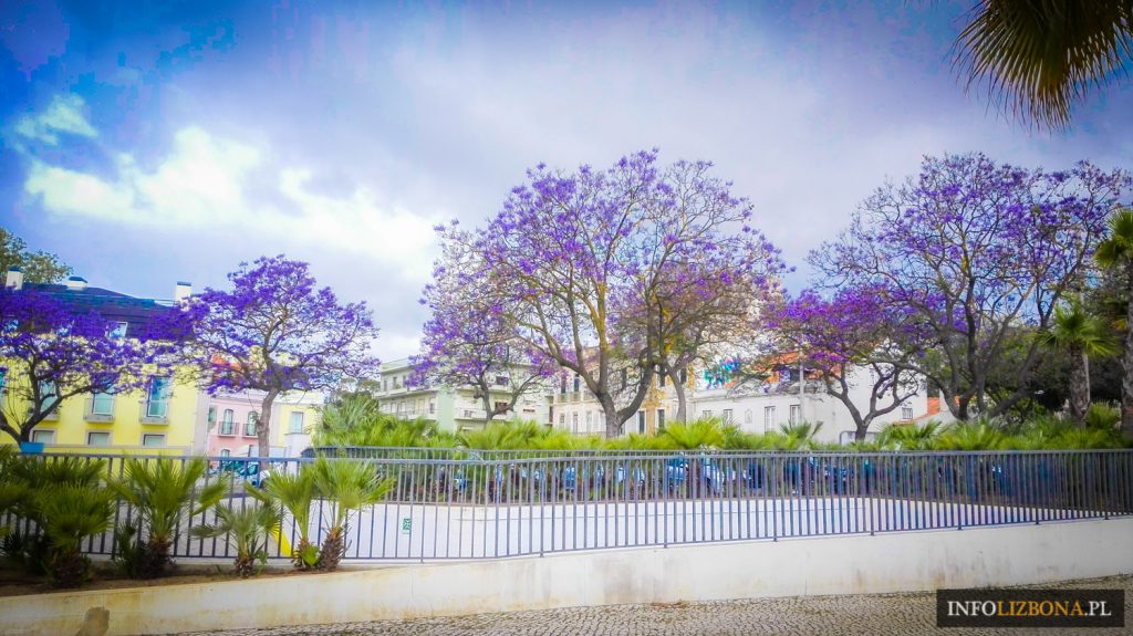 Jakaranda mimozolistna jacaranda Lizbona Lisbona Lisbon Lisboa fioletowo drzewo kwitnienie kwiaty Portugalia Polski Przewodnik po Lizbonie i Portugalii Wideo Zwiedzanie