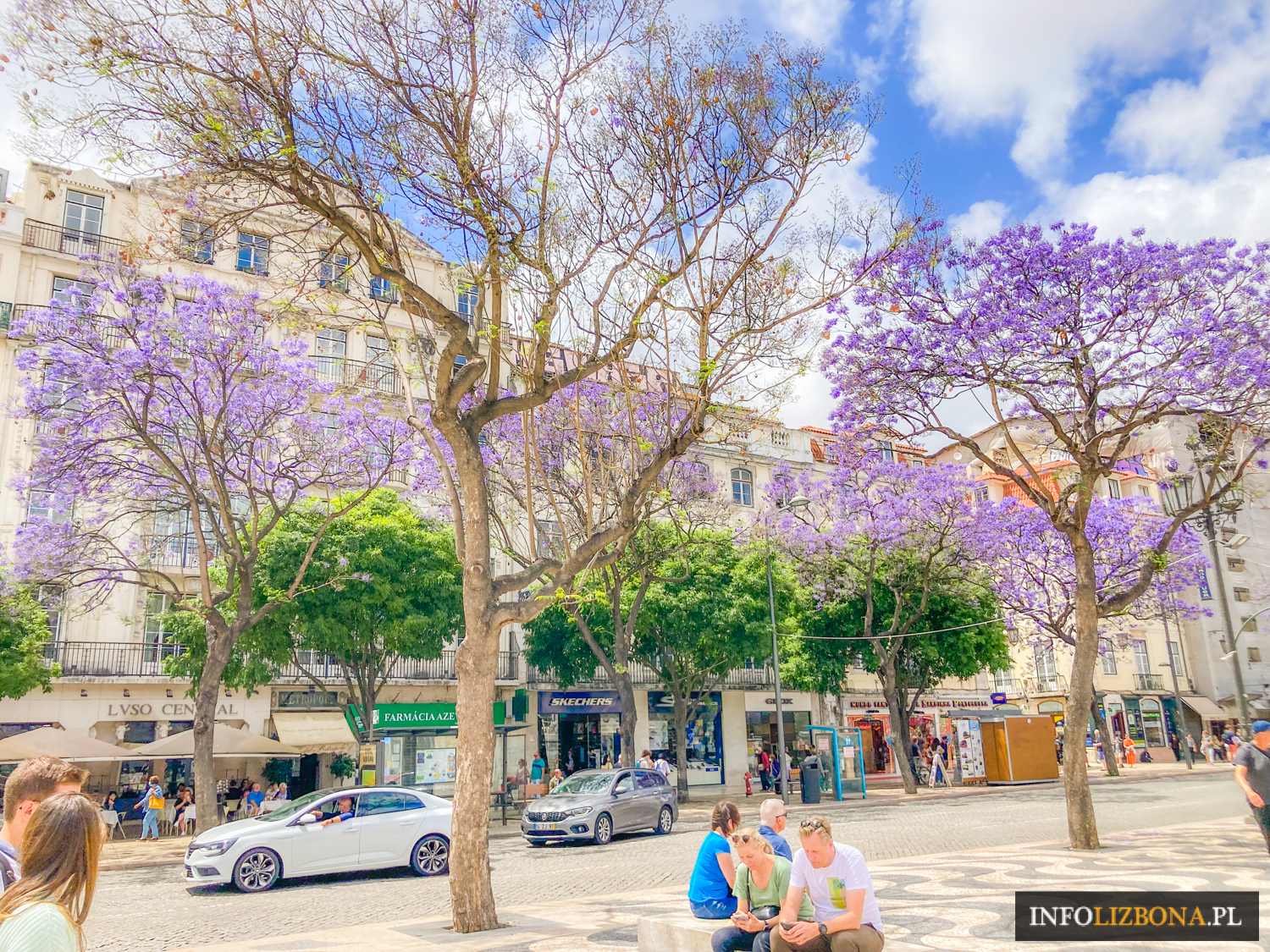 Jakaranda mimozolistna jacaranda Lizbona Lisbona Lisbon Lisboa fioletowo drzewo kwitnienie kwiaty Portugalia Polski Przewodnik po Lizbonie i Portugalii Wideo Zwiedzanie